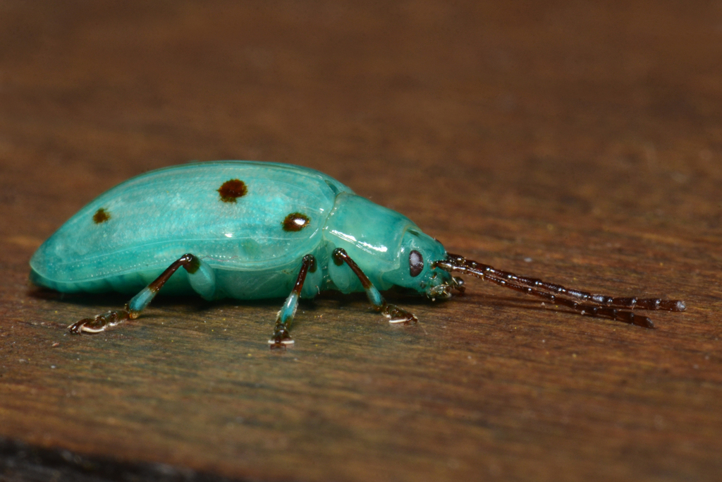Eulina haemosticta