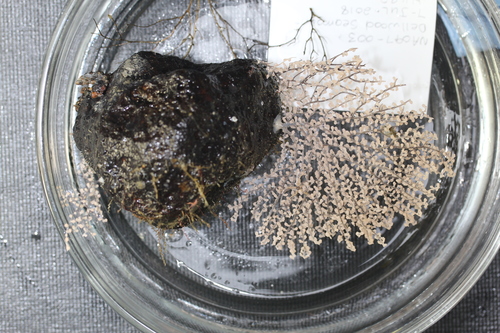 Parastenella ramosa in life