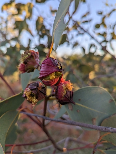 Red-budded Mallee (Eucalyptus pachyphylla)