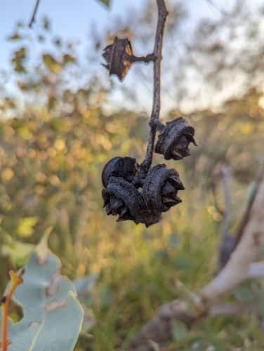 Image of Eucalyptus pachyphylla by (c) Michael Somerville, some rights reserved (CC BY-SA)