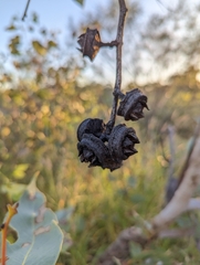 Eucalyptus pachyphylla, photograph (c) Michael Somerville, some rights reserved (CC BY-SA)
