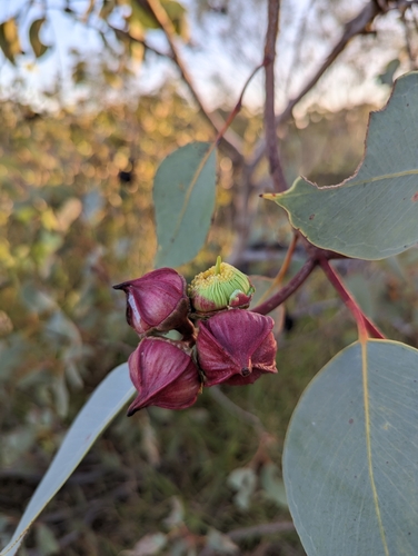 Image of Eucalyptus pachyphylla by (c) Michael Somerville, some rights reserved (CC BY-SA)