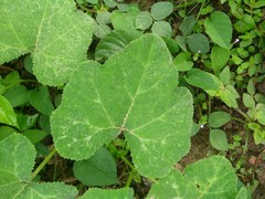 Cucurbita pepo