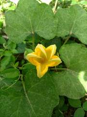 Cucurbita pepo