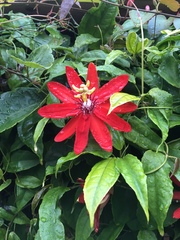 Coccinea
