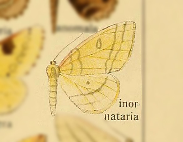Opisthograptis inornataria