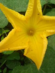 Cucurbita pepo