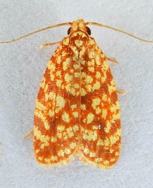Sparganothis tessellata