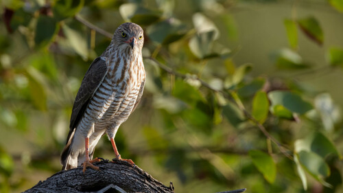 Gabar Goshawk