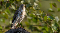 Gabar Goshawk photo 2