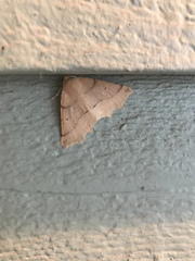 Tetracis jubararia