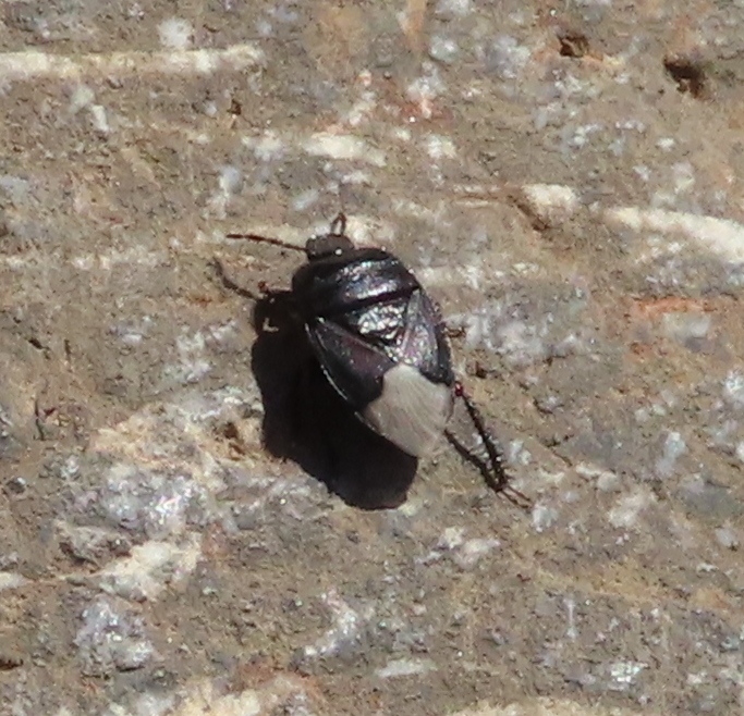 Black burrowing bug from Peloponnese Region, Greece on May 08, 2023 at ...