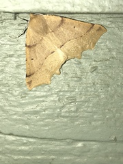 Tetracis jubararia