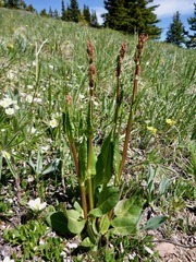 Rumex lapponicus