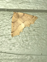 Tetracis jubararia
