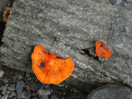 観察された菌類