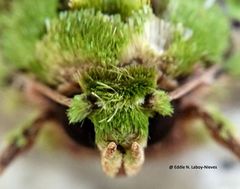 Heterochroma berylloides