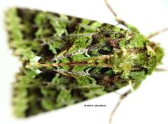 Heterochroma berylloides