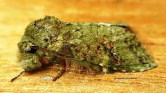 Heterochroma berylloides