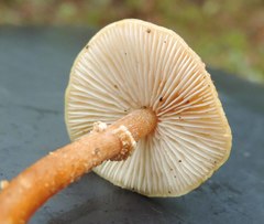 Cystoderma amianthinum rugosoreticulatum
