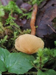 Cystoderma amianthinum rugosoreticulatum