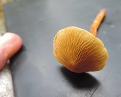 Cystoderma amianthinum rugosoreticulatum