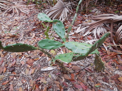 Opuntia humifusa