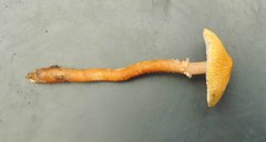 Cystoderma amianthinum rugosoreticulatum