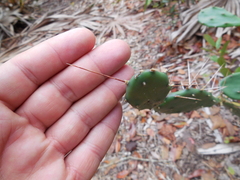 Opuntia humifusa