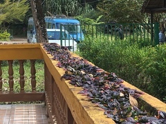 Motacilla flaviventris