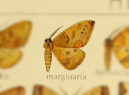 Heterolocha marginaria
