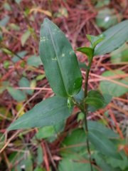 Commelina diffusa image