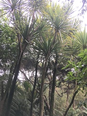Cordyline australis