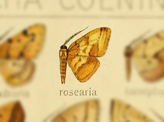 Heterolocha rosearia