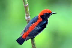 Scarlet-Backed Flowerpecker photo 4