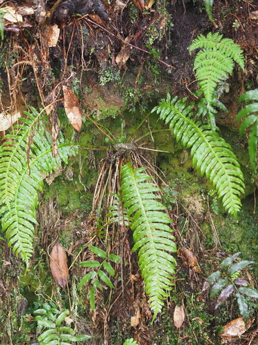 Plagiogyria stenoptera (Plagiogyria stenoptera)