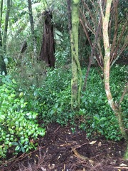 Corynocarpus laevigatus