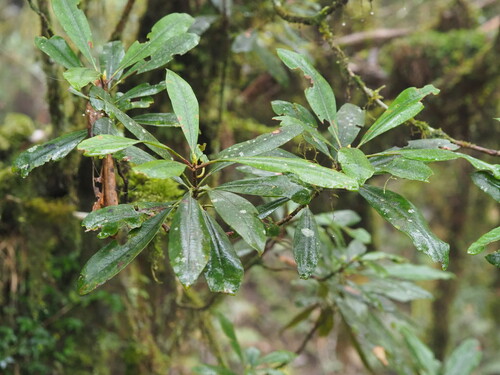 Image of Rhododendron formosanum by no rights reserved