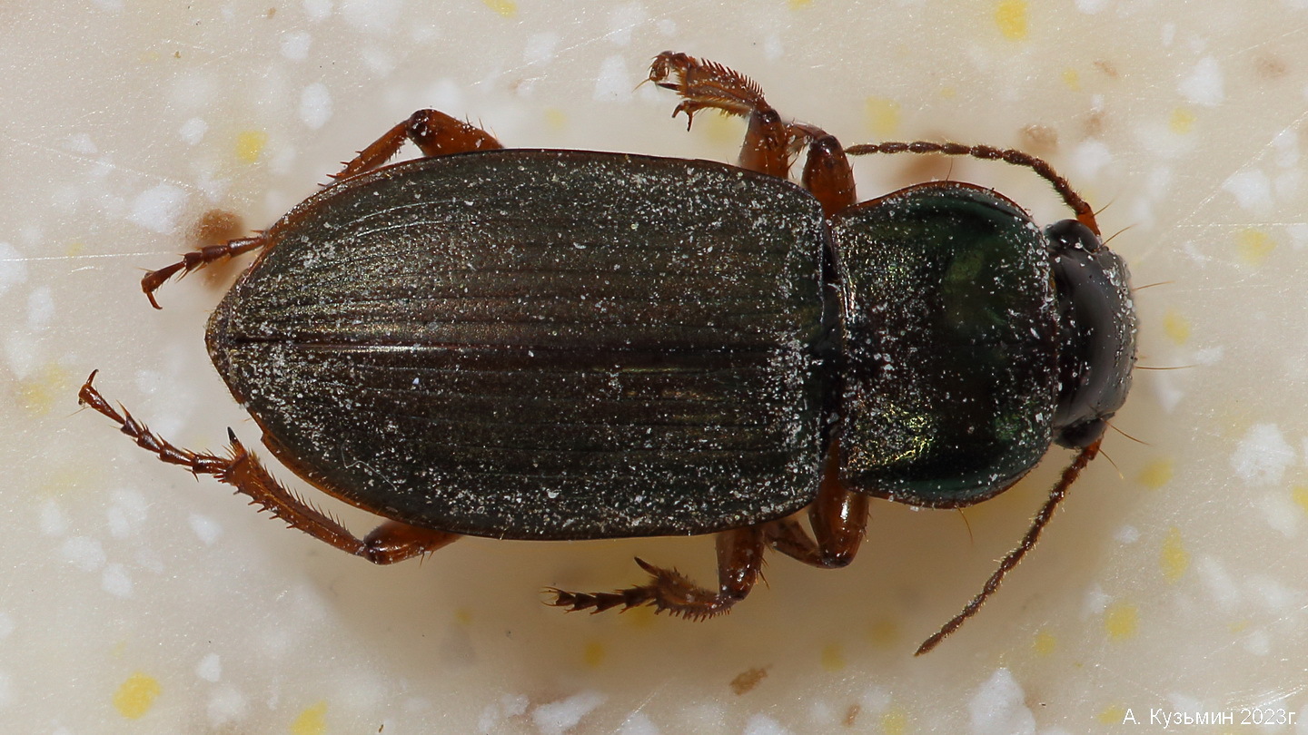 Жужелица Волосистая (Harpalus rufipes)