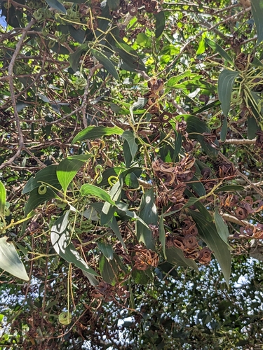 Acacia mangium - Whole tree