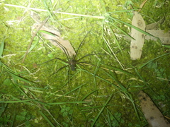 Hickmania troglodytes