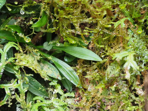 Helonias umbellata, photograph 6