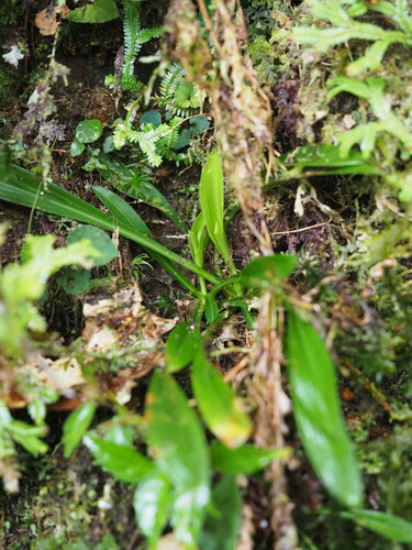 Helonias umbellata, photograph 5