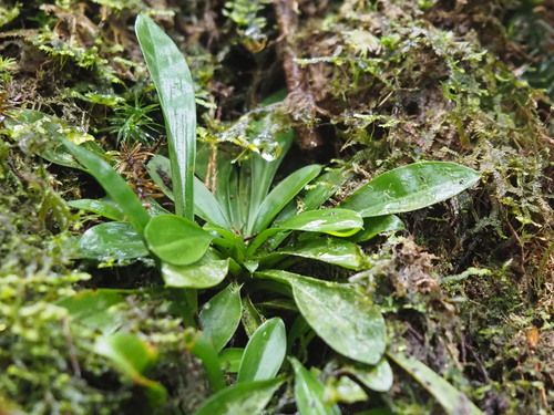 Helonias umbellata, photograph 4
