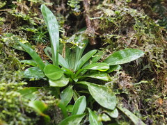 Helonias umbellata, photograph 葉子, CC0, iNaturalist via GBIF