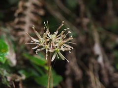 Helonias umbellata, photograph 葉子, CC0, iNaturalist via GBIF