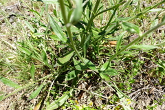 Cynoglossum australe