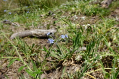 Cynoglossum australe
