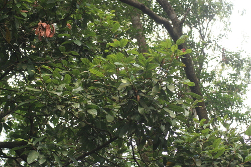 Cryptocarya wightiana observed 2023-04-29