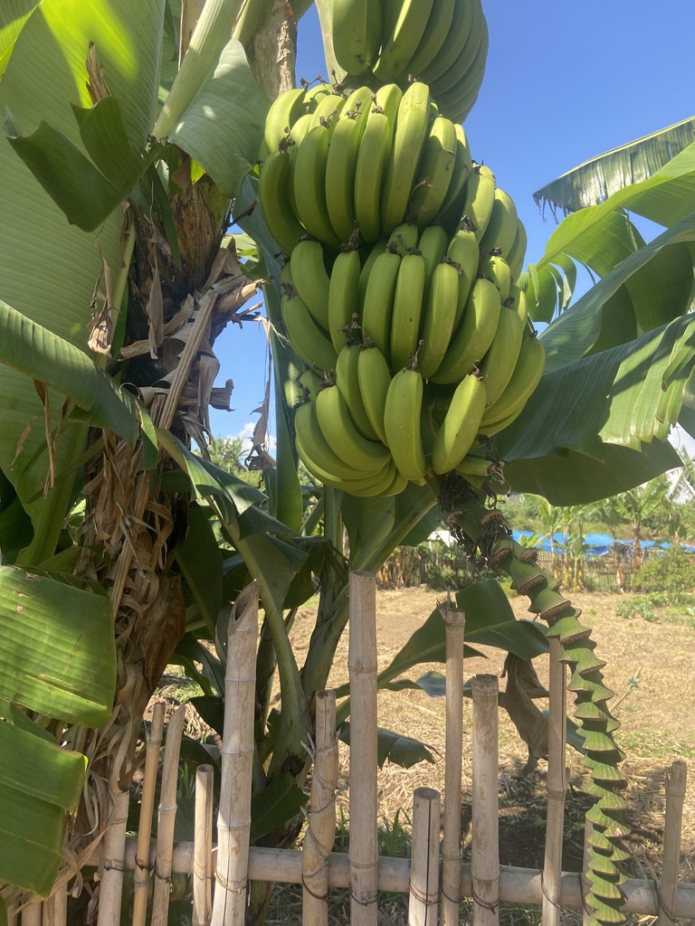 바나나 from Valinhos, SP, BR on 2023년 05월 03일 (수) at 11:10 오전 by Pietro · iNaturalist 바나나 (Musa acuminata)